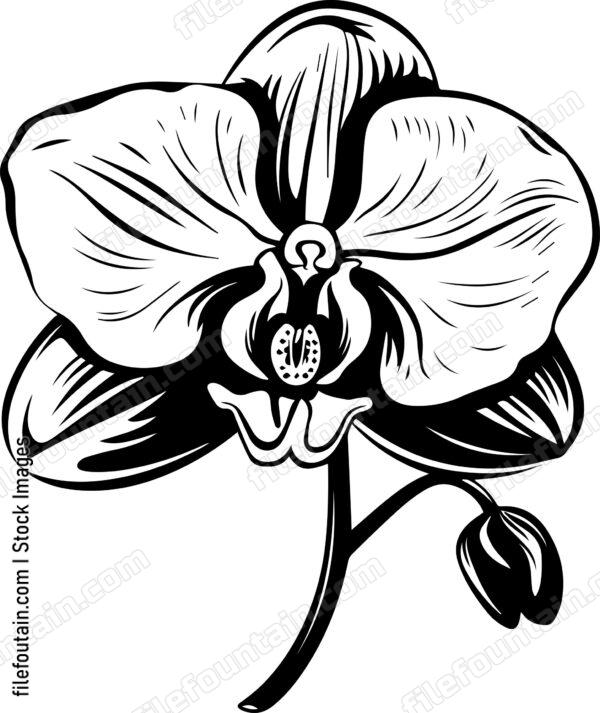Orchid Flower