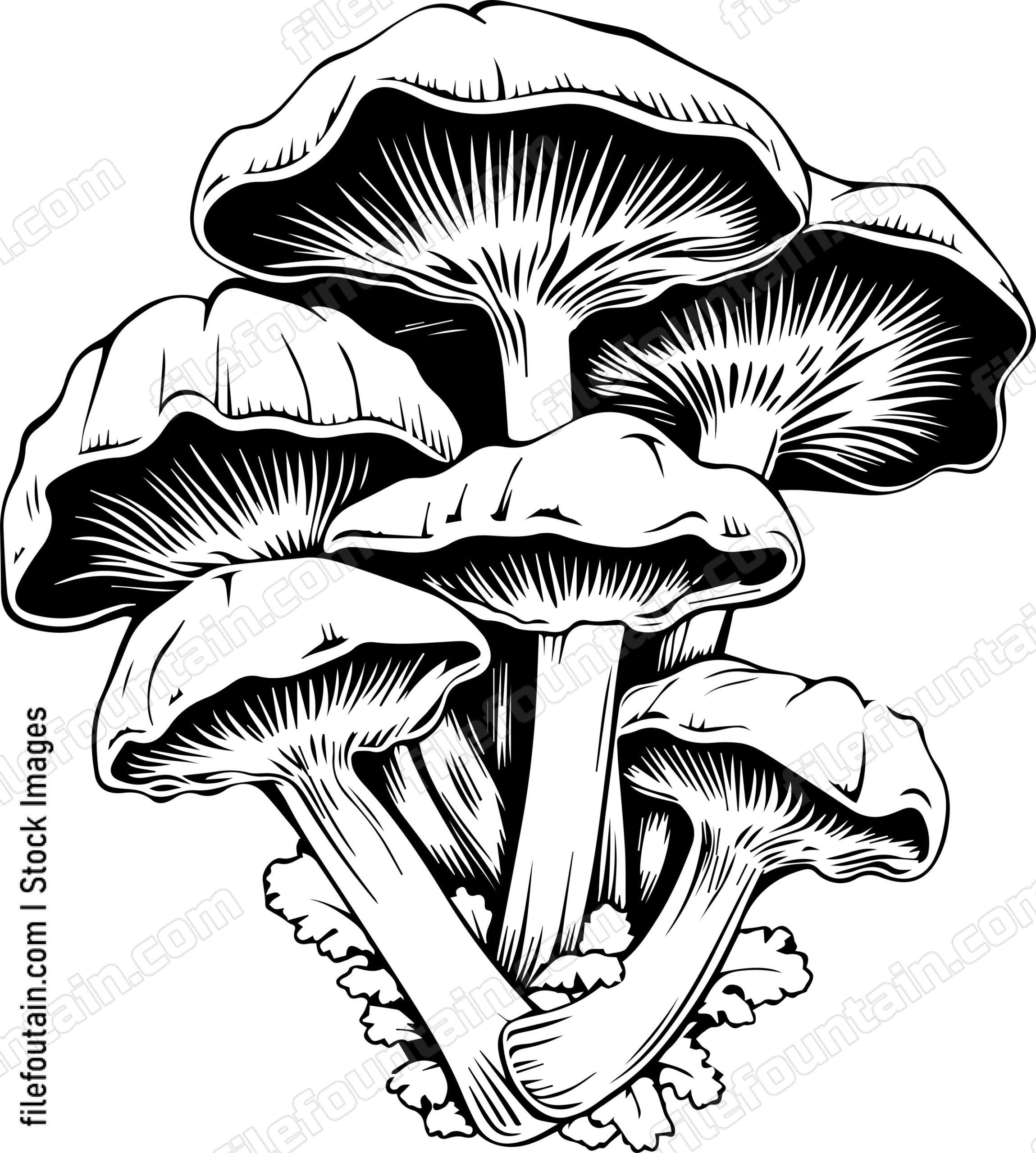 Oyster Mushroom