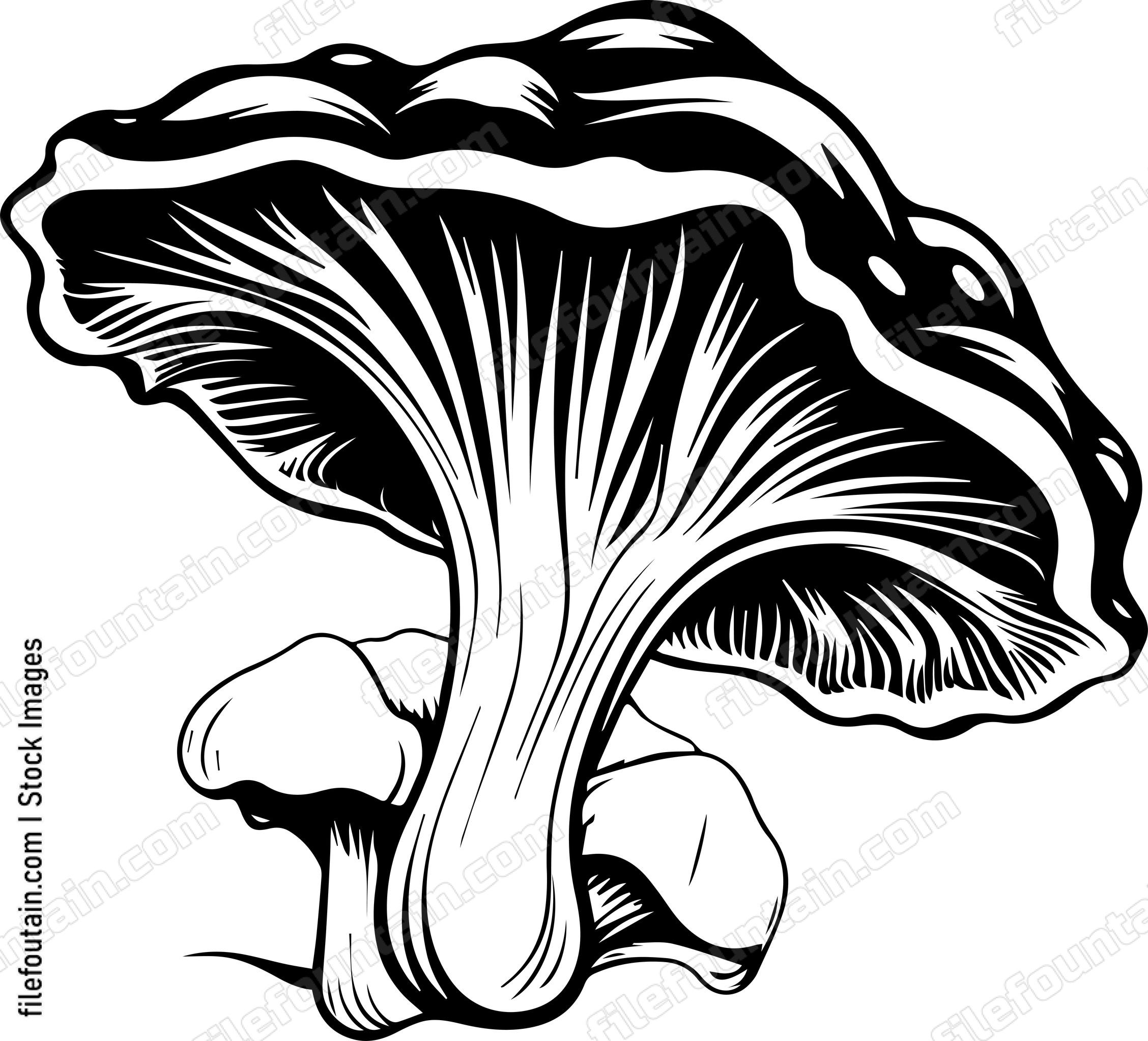 Oyster Mushroom