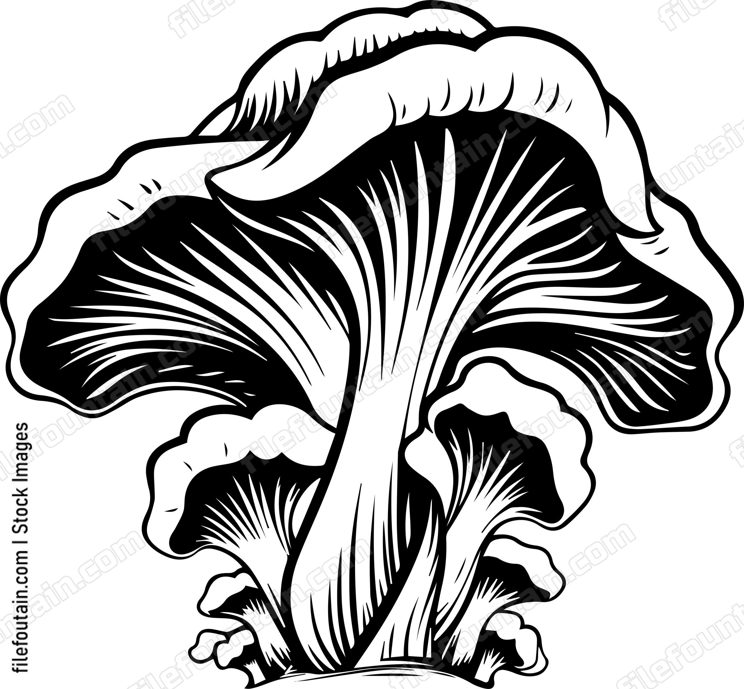 Oyster Mushroom