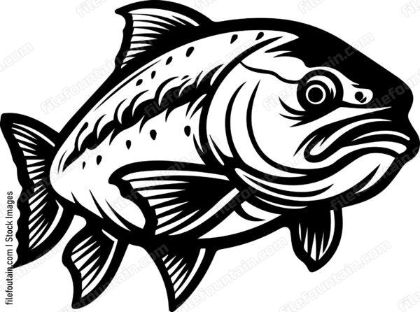 Salmon