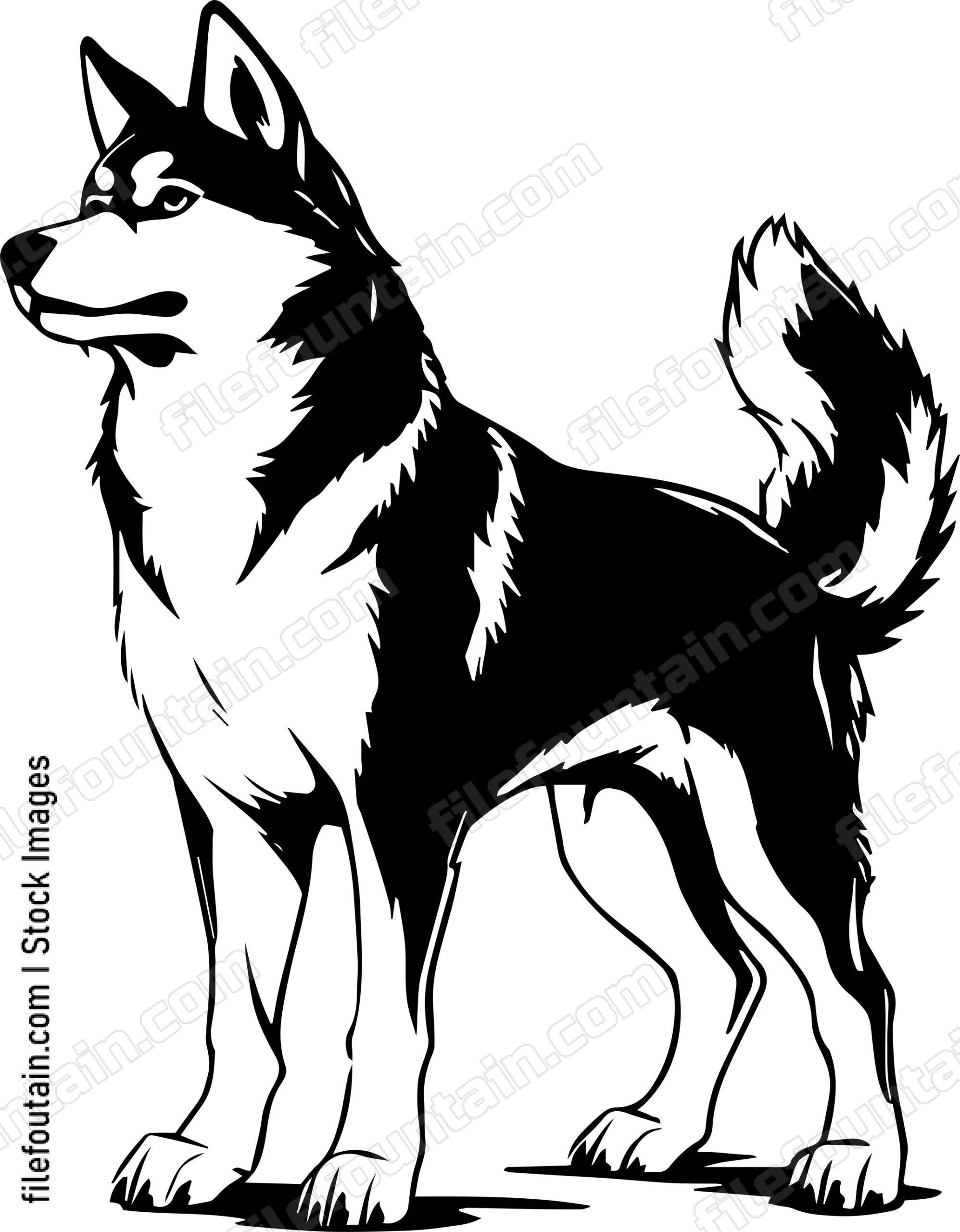 Siberian Husky