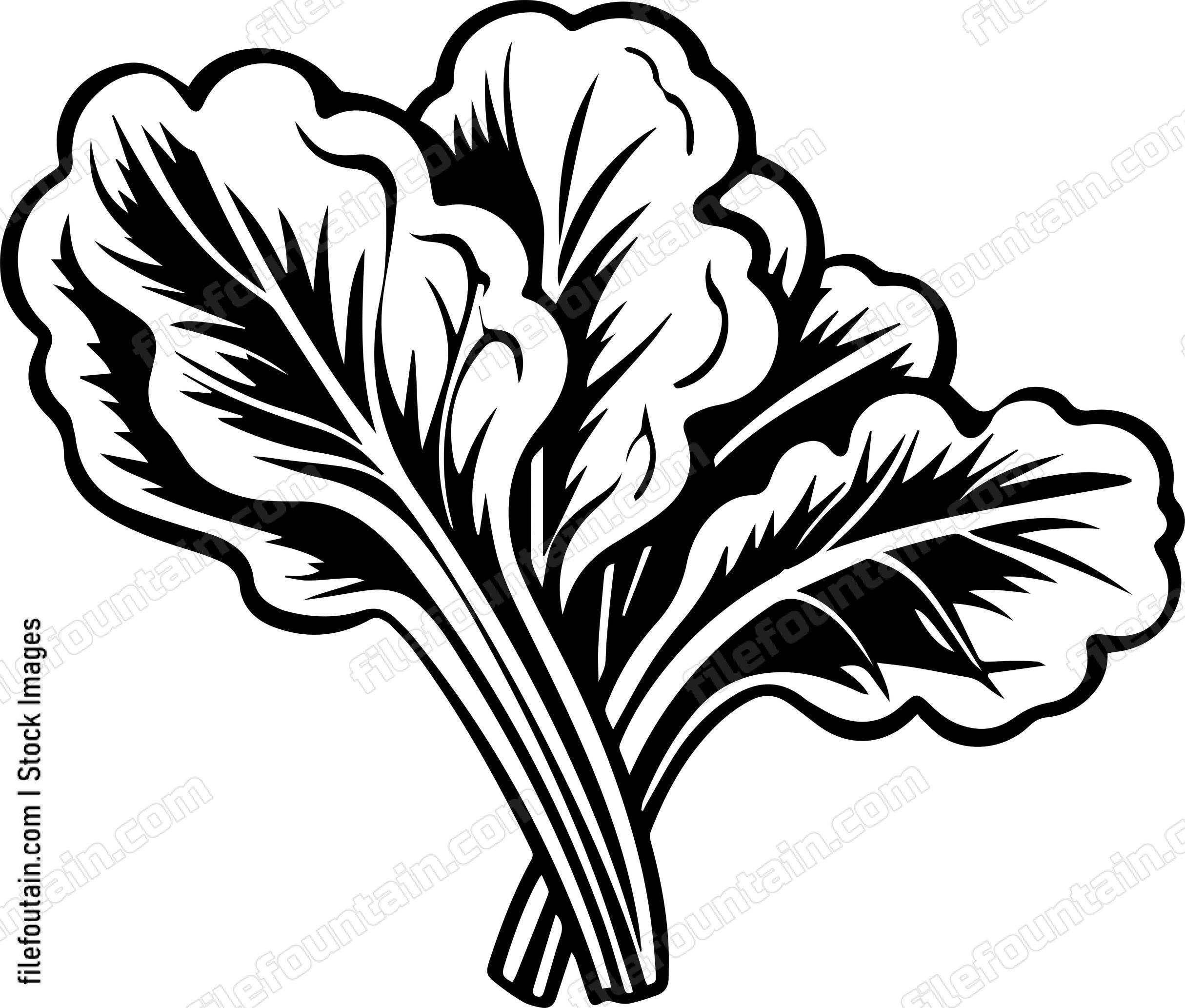 Swiss Chard