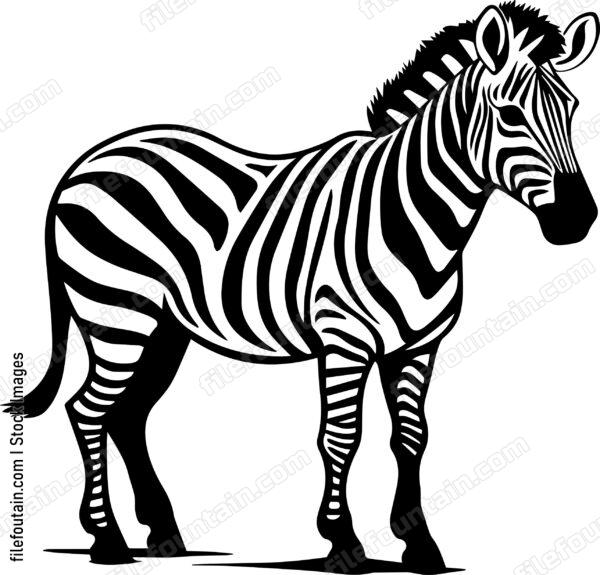 Zebra standing