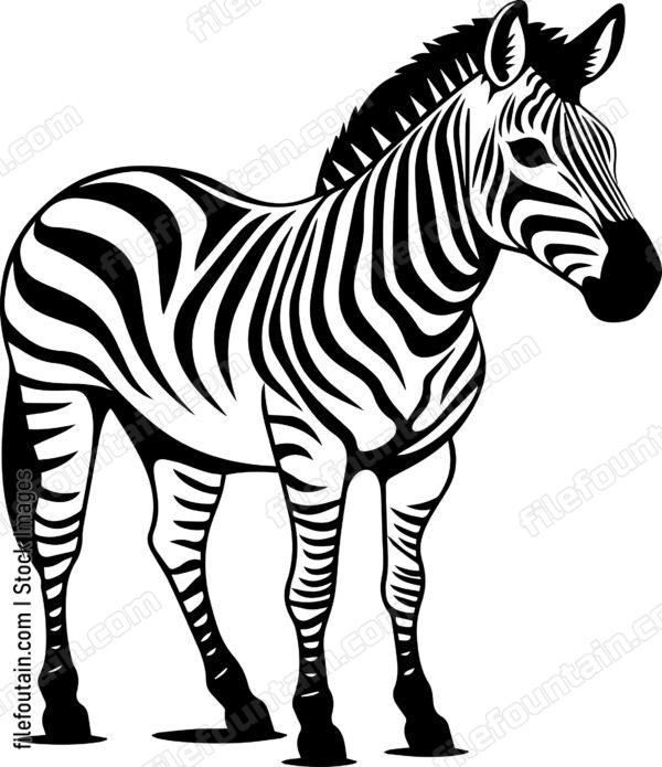 Zebra standing