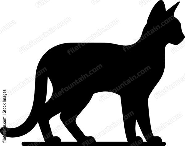 Abyssinian Cat