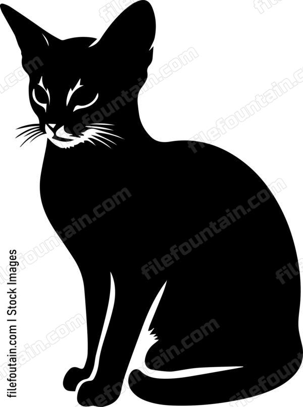 Abyssinian Cat