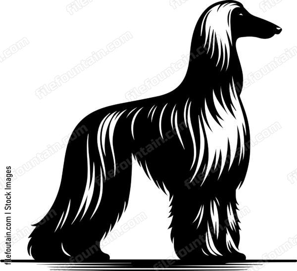 Afghan Hound