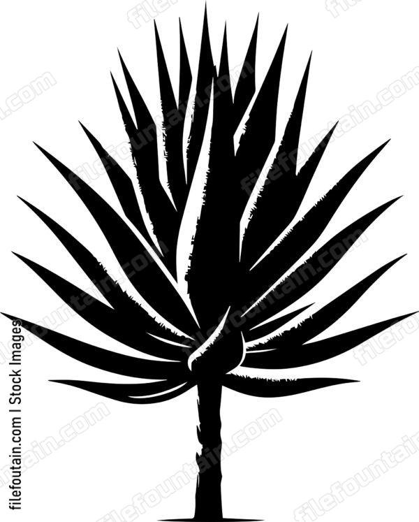 Agave Plant