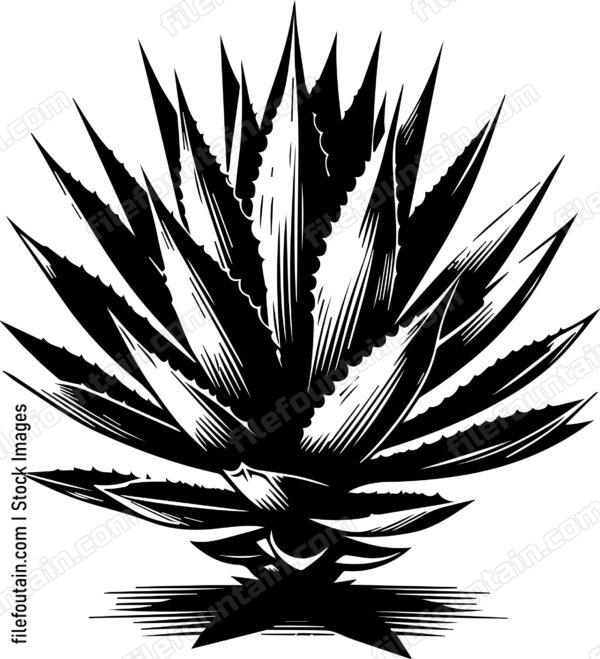Agave Plant