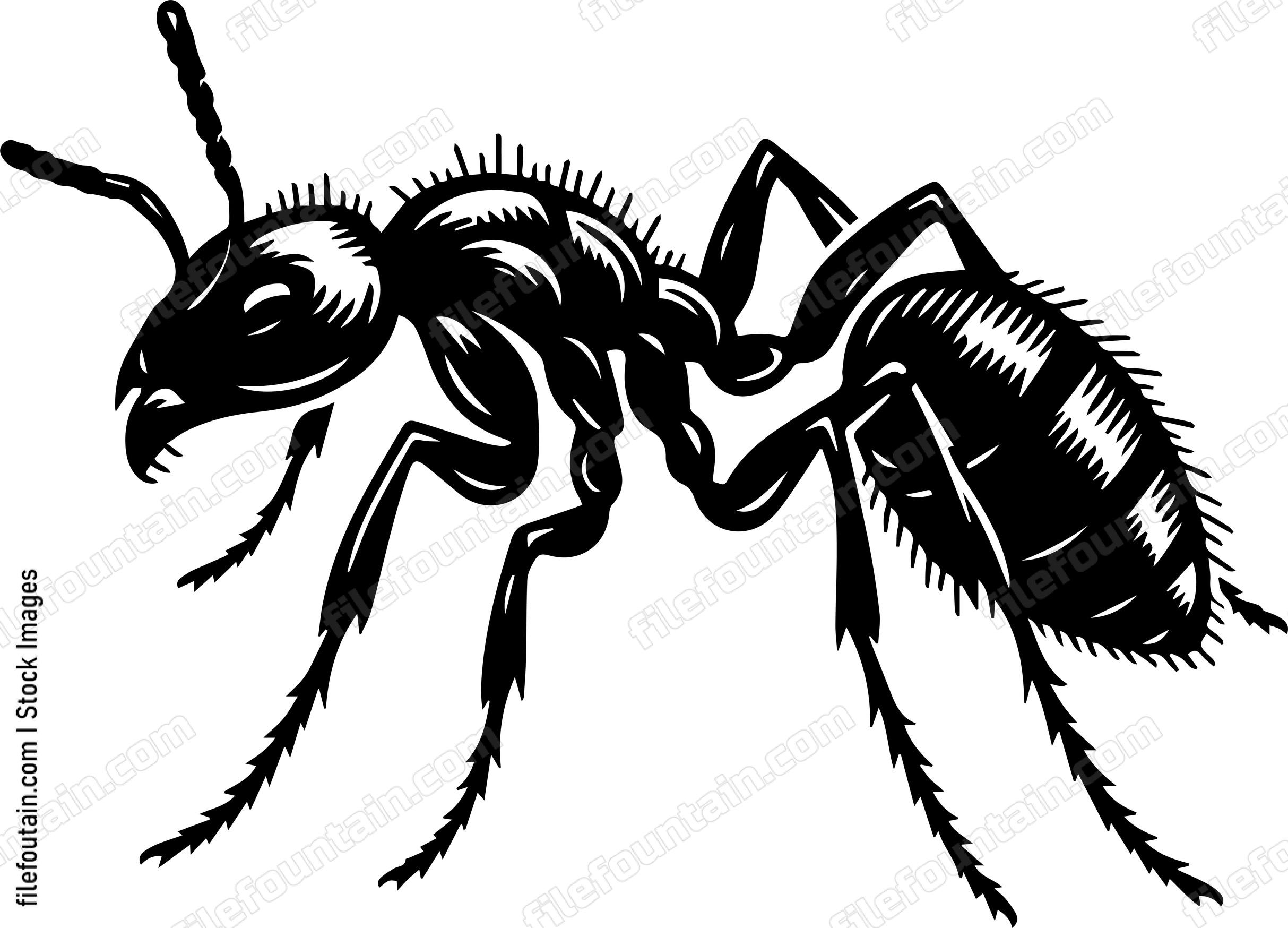 Ant