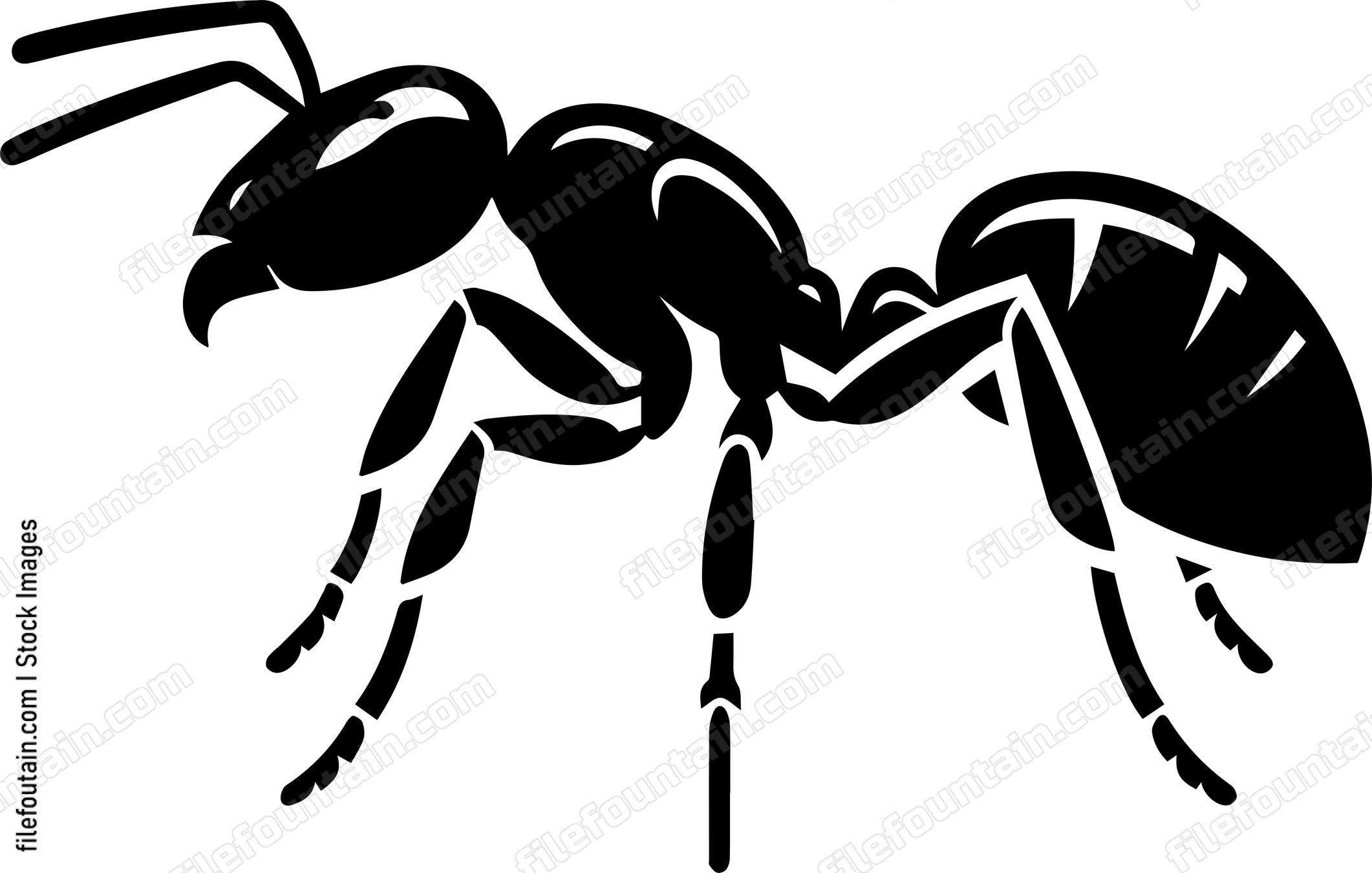 Ant