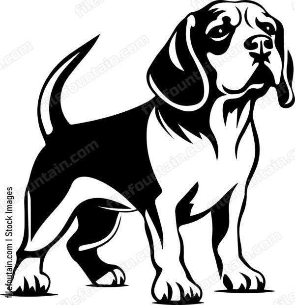 Beagle