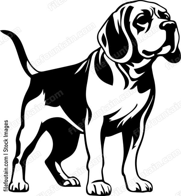 Beagle