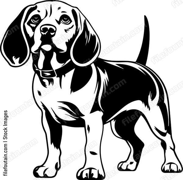 Beagle