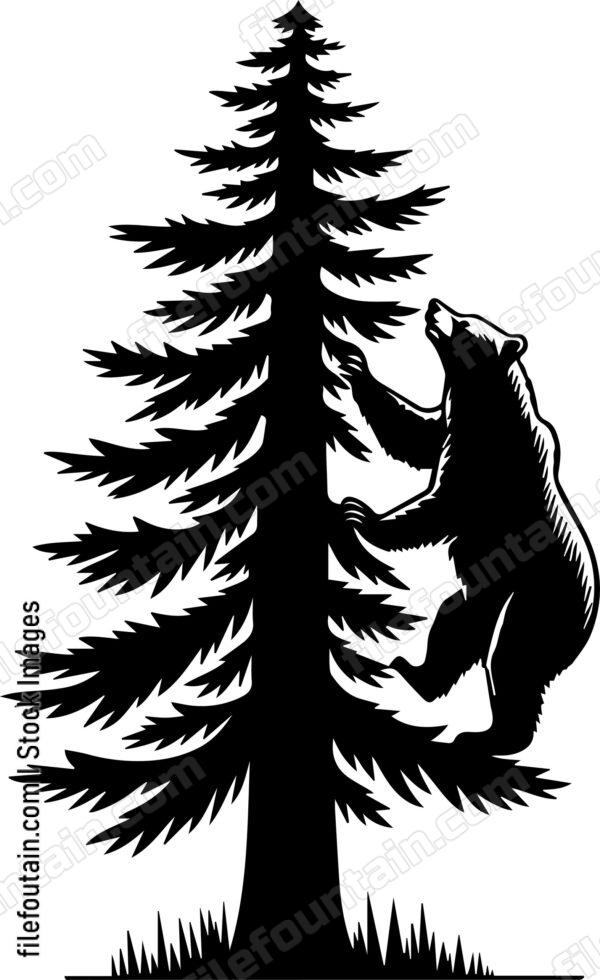 Bear Climbing a Tall Pine Tree