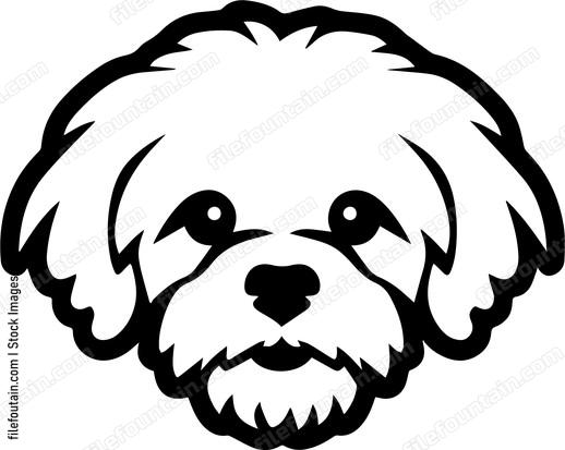 Bichon Frise