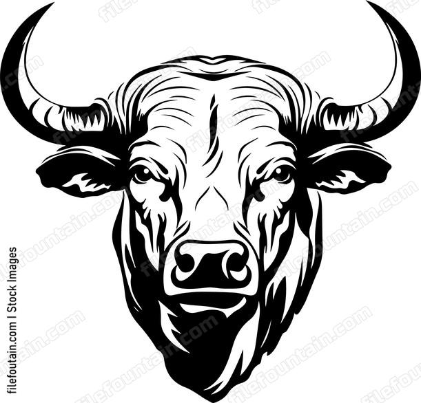 Bison