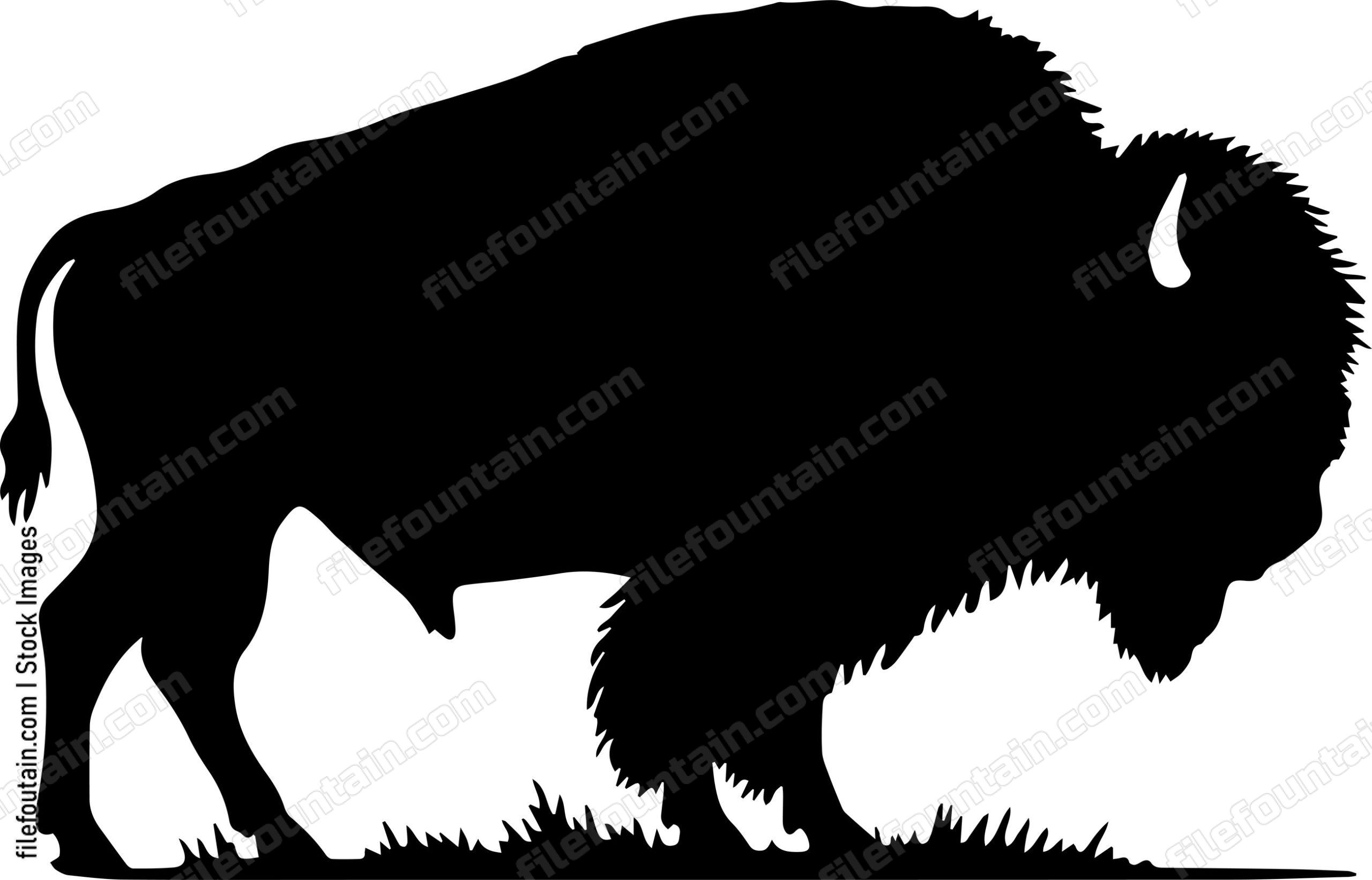 Bison
