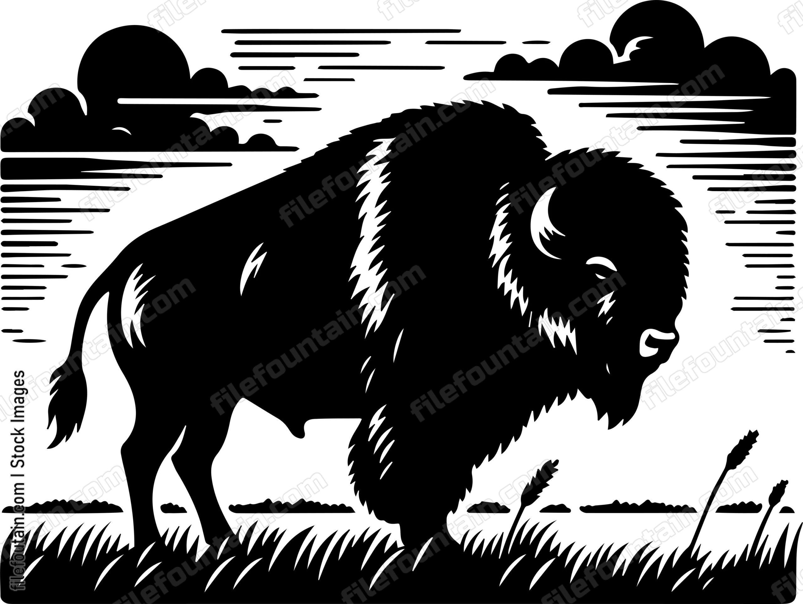 Bison