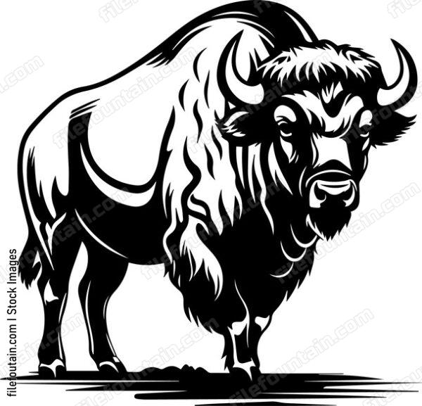 Bison Buffalo