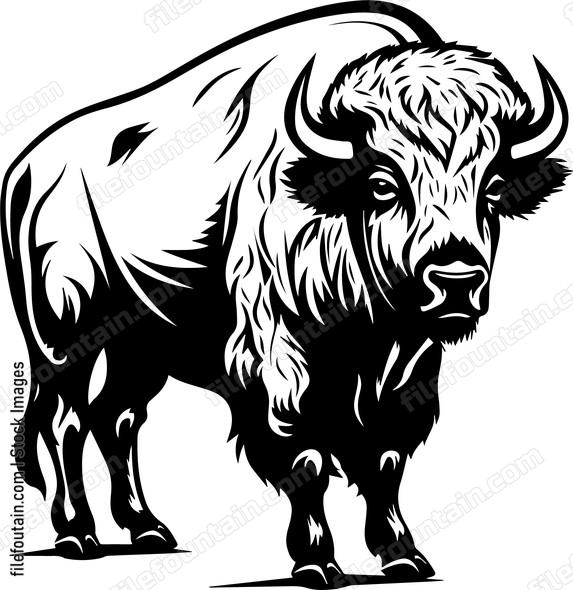 Bison Buffalo