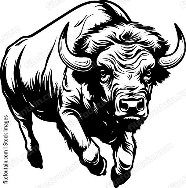 Bison Buffalo Charging
