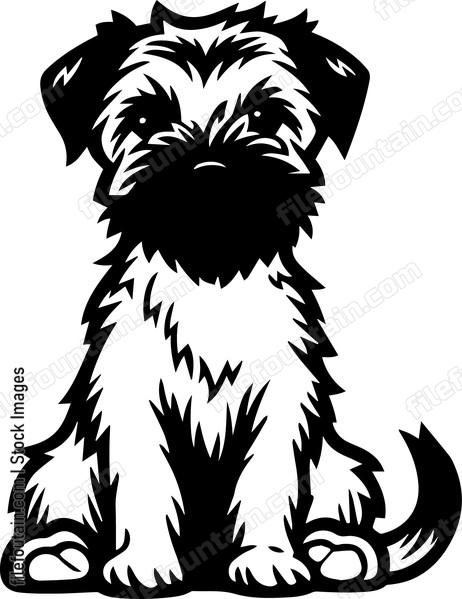 Border Terrier