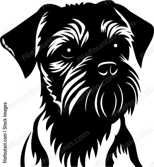 Border Terrier