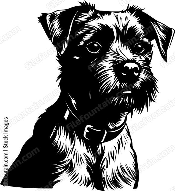 Border Terrier