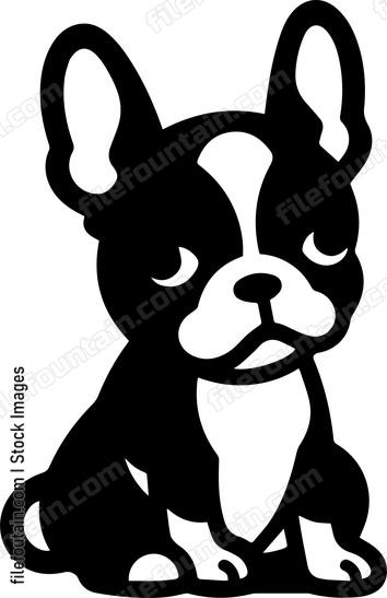 Boston Terrier