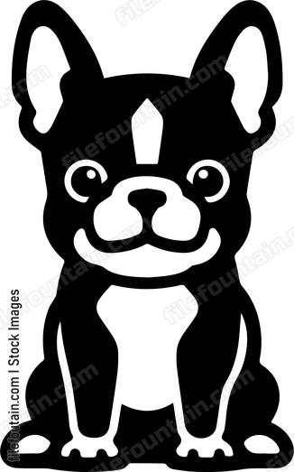 Boston Terrier