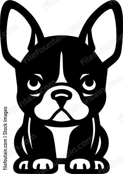 Boston Terrier