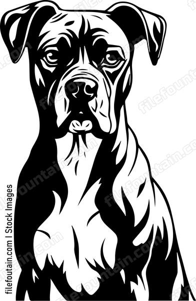 Boxer Dog