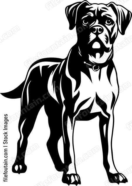 Boxer Dog