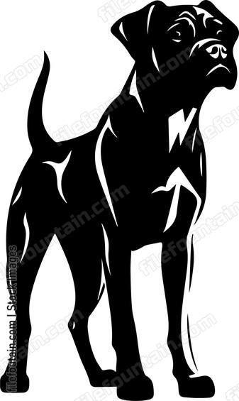 Boxer Dog