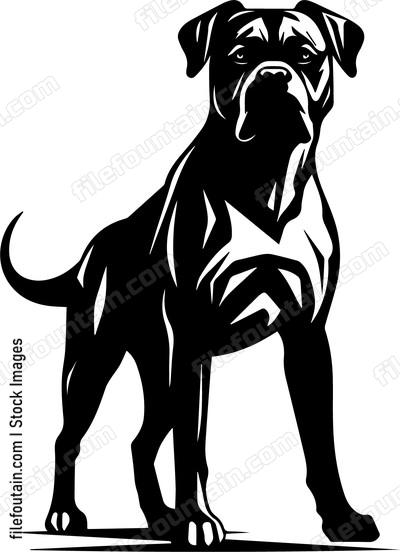 Boxer Dog