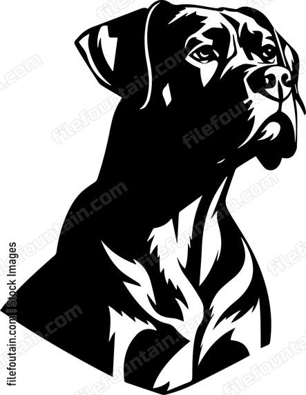 Boxer Dog