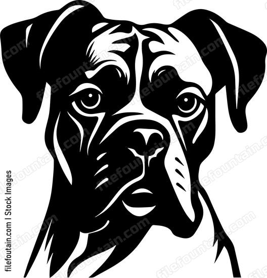 Boxer Dog