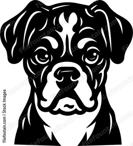 Boxer Dog
