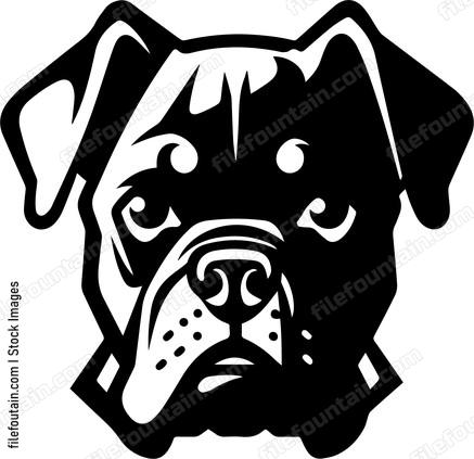 Boxer Dog