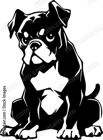 Boxer Dog