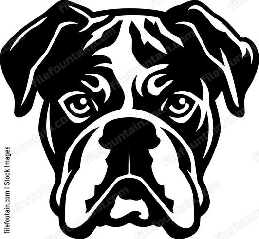 Boxer Dog