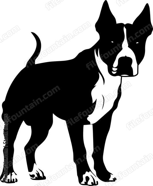 Bull Terrier