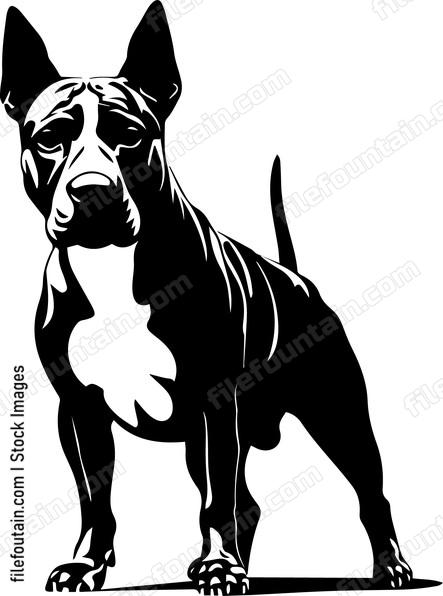 Bull Terrier