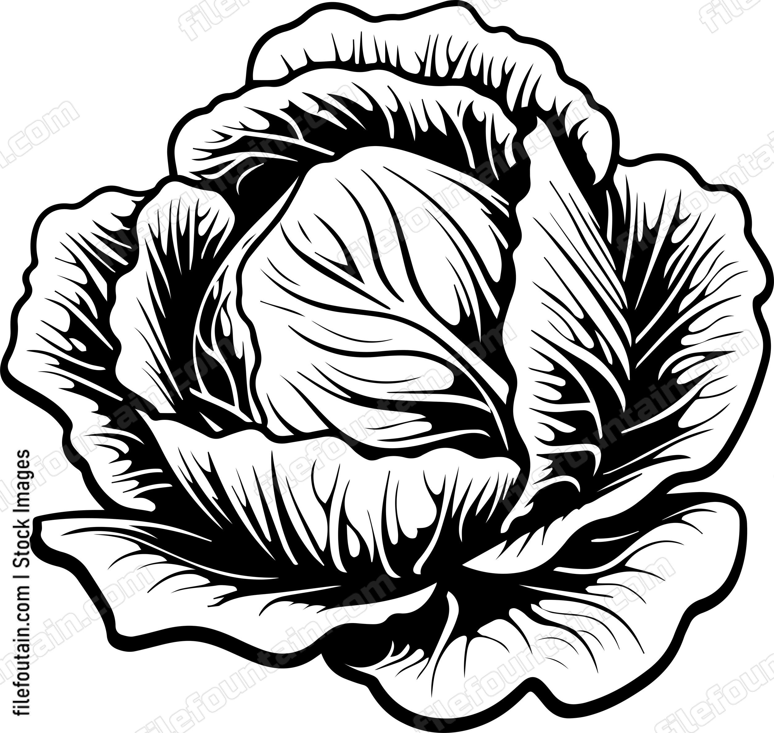 Cabbage