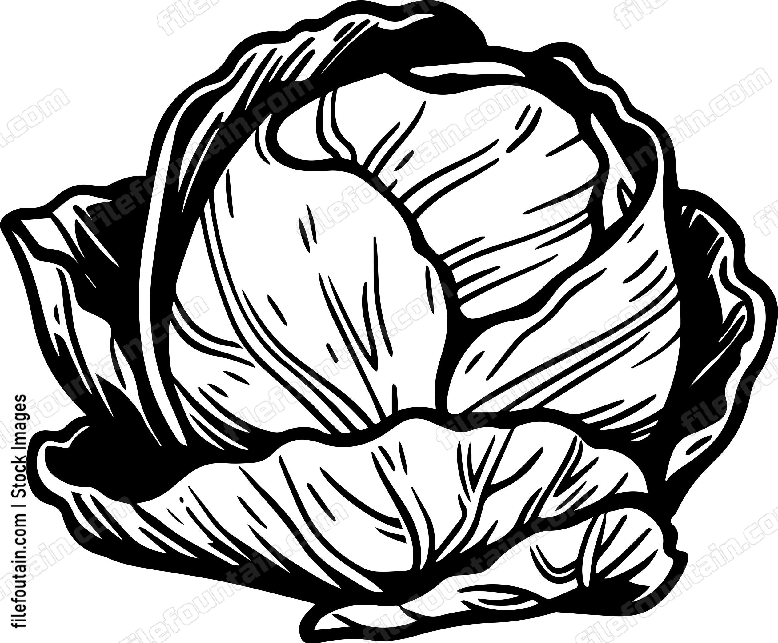 Cabbage