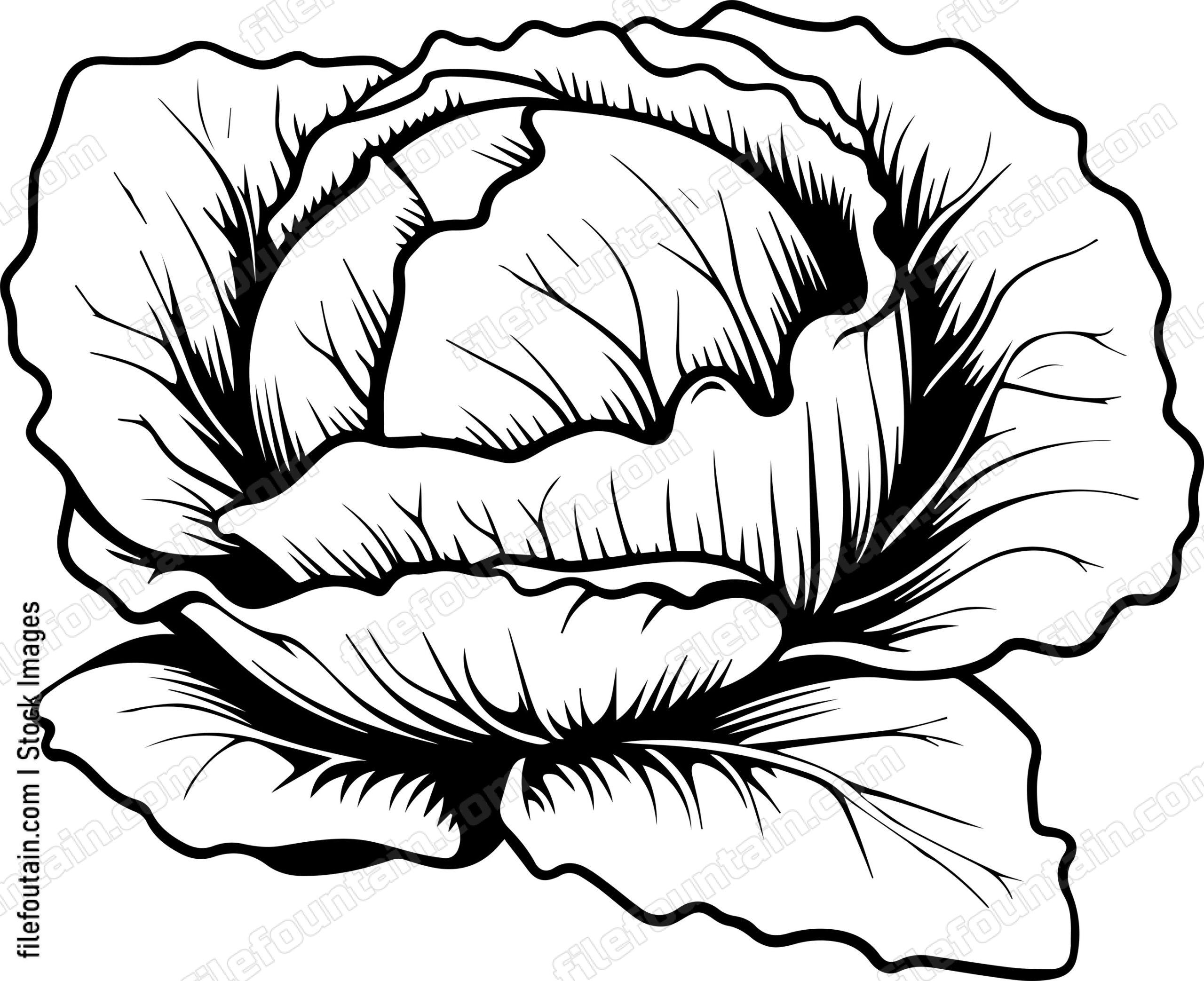 Cabbage