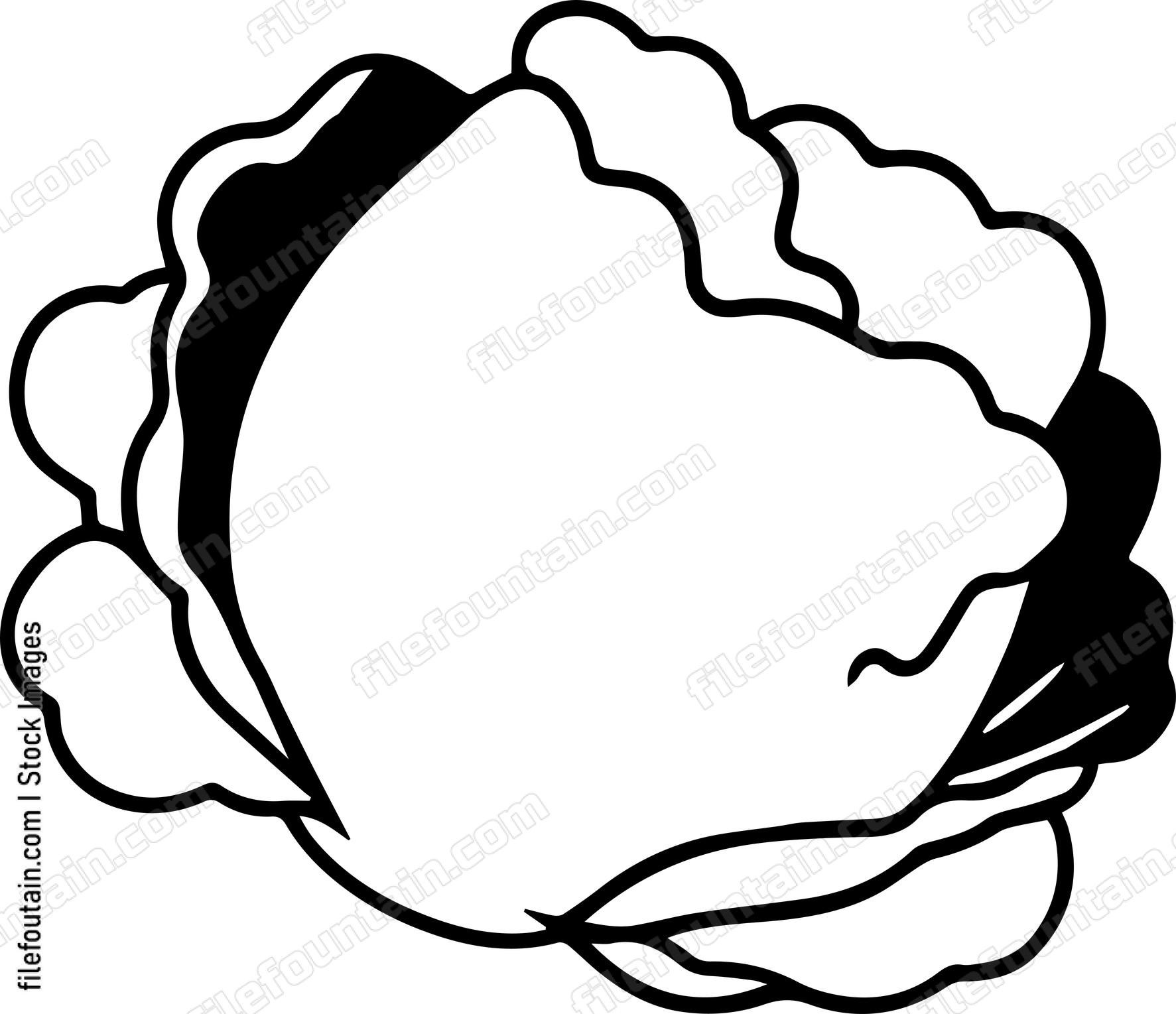 Cabbage