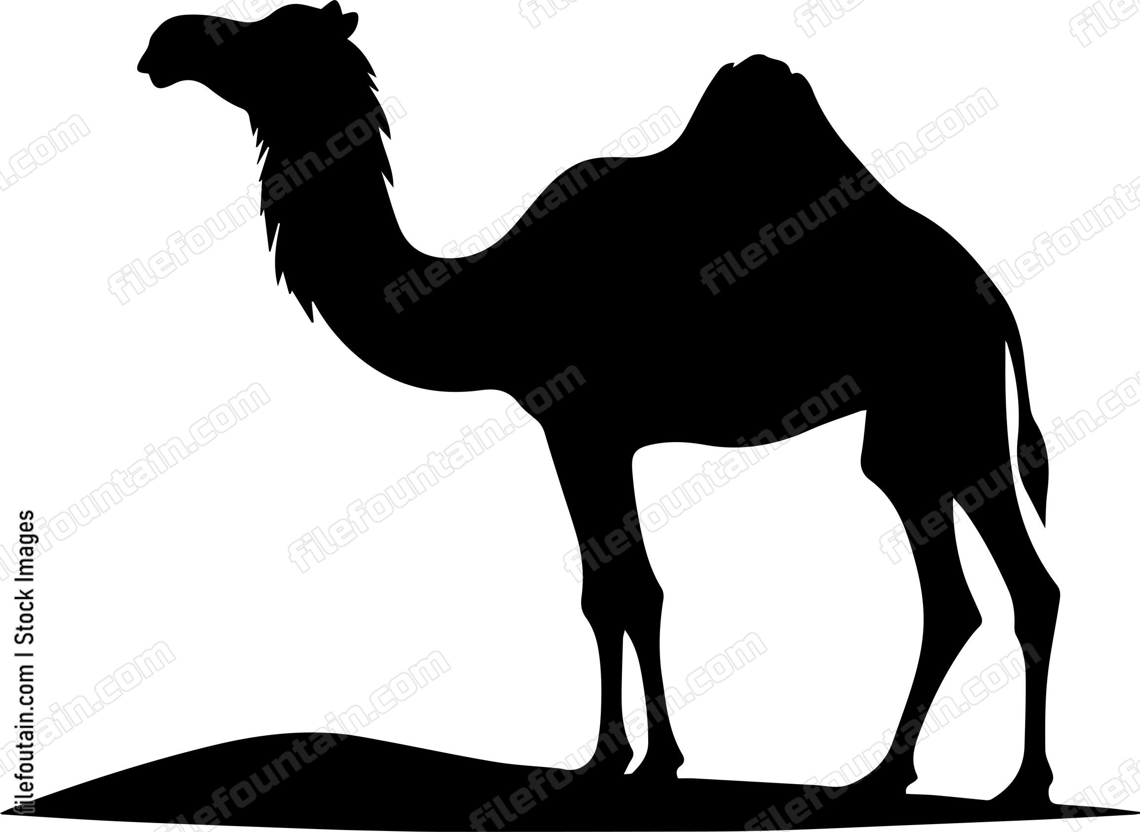 Camel